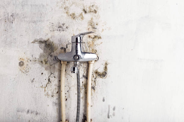 Best Industrial Mold Remediation in Slater Marietta, SC