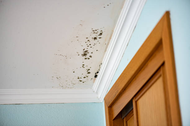 Best HVAC Mold Remediation in Slater Marietta, SC